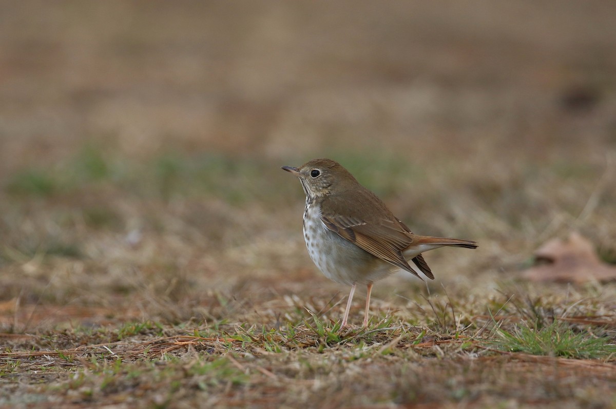 Hermit Thrush - ML615187730