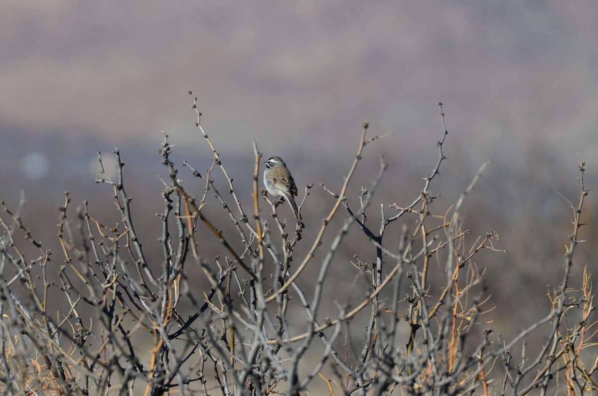 Black-throated Sparrow - ML615187778