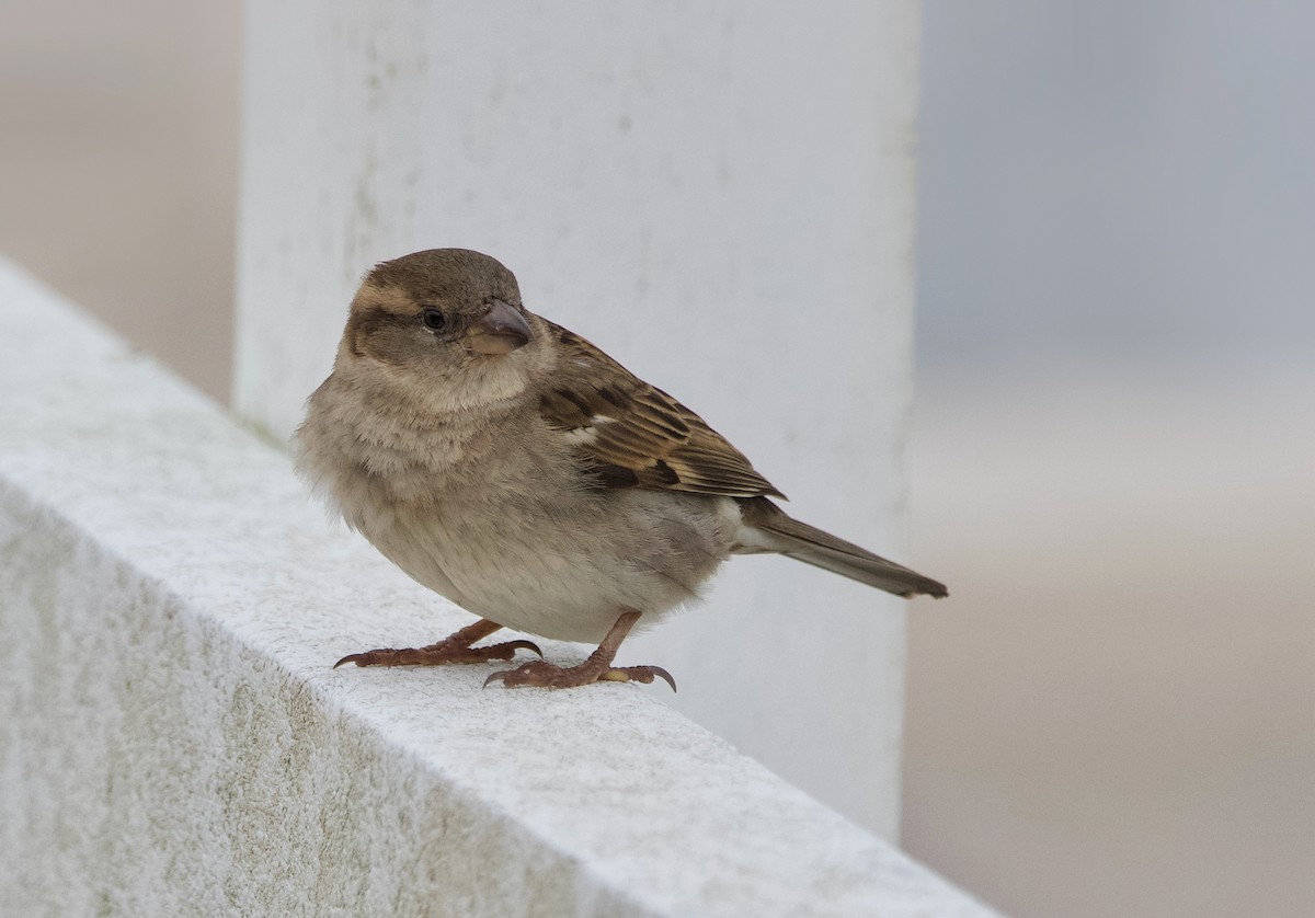 House Sparrow - ML615187847