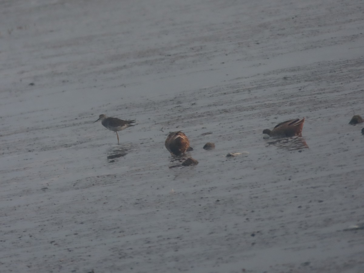 Lesser Yellowlegs - ML615187862