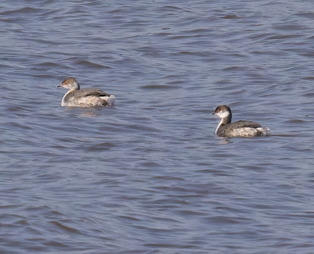 Horned Grebe - ML615187887