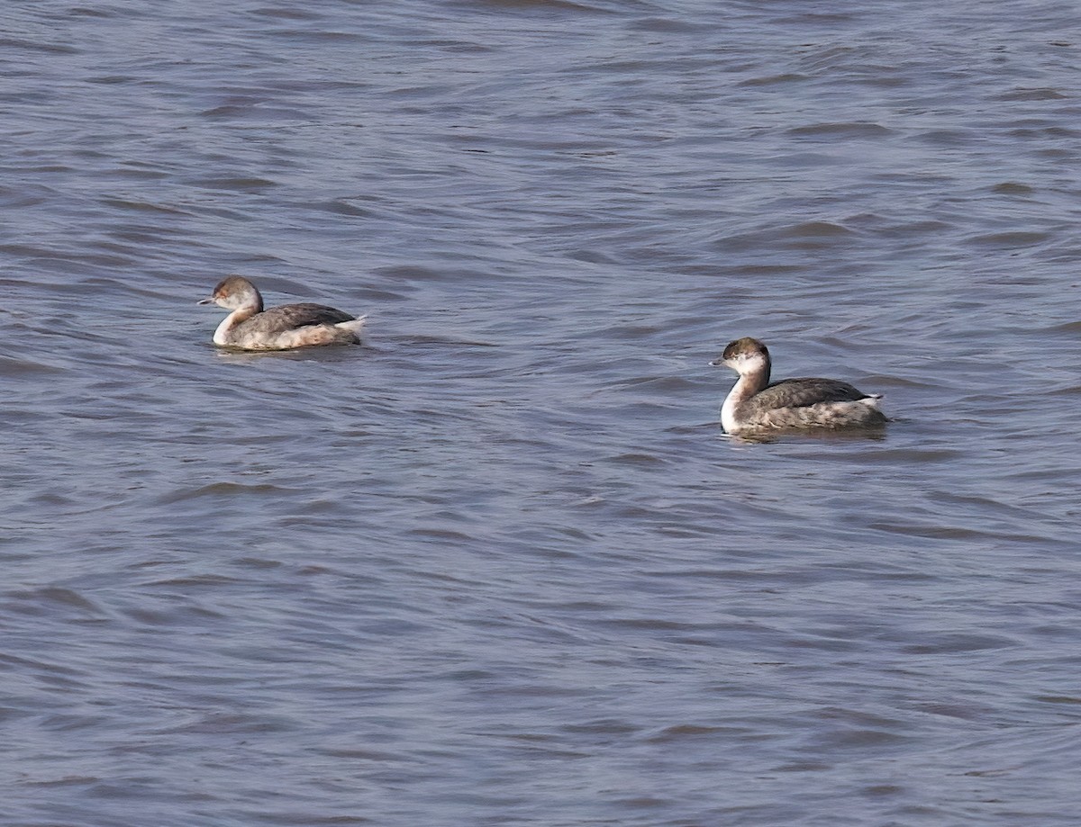 Horned Grebe - ML615187888