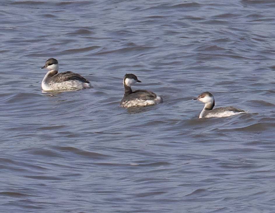 Horned Grebe - ML615187893