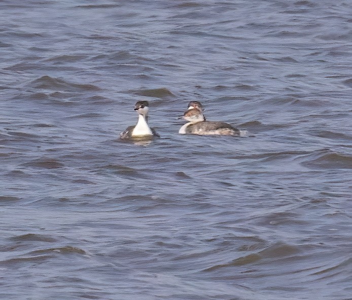 Horned Grebe - ML615187894