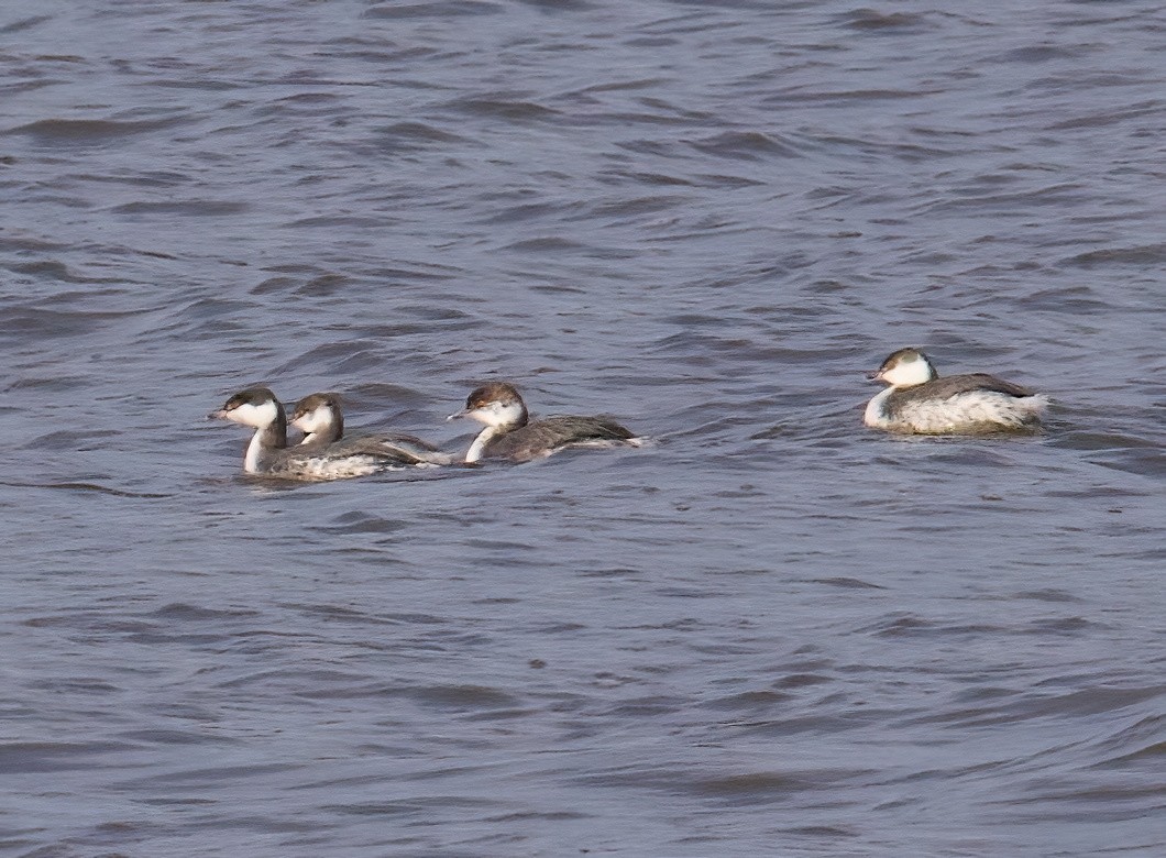 Horned Grebe - ML615187895