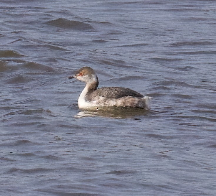 Horned Grebe - ML615187896