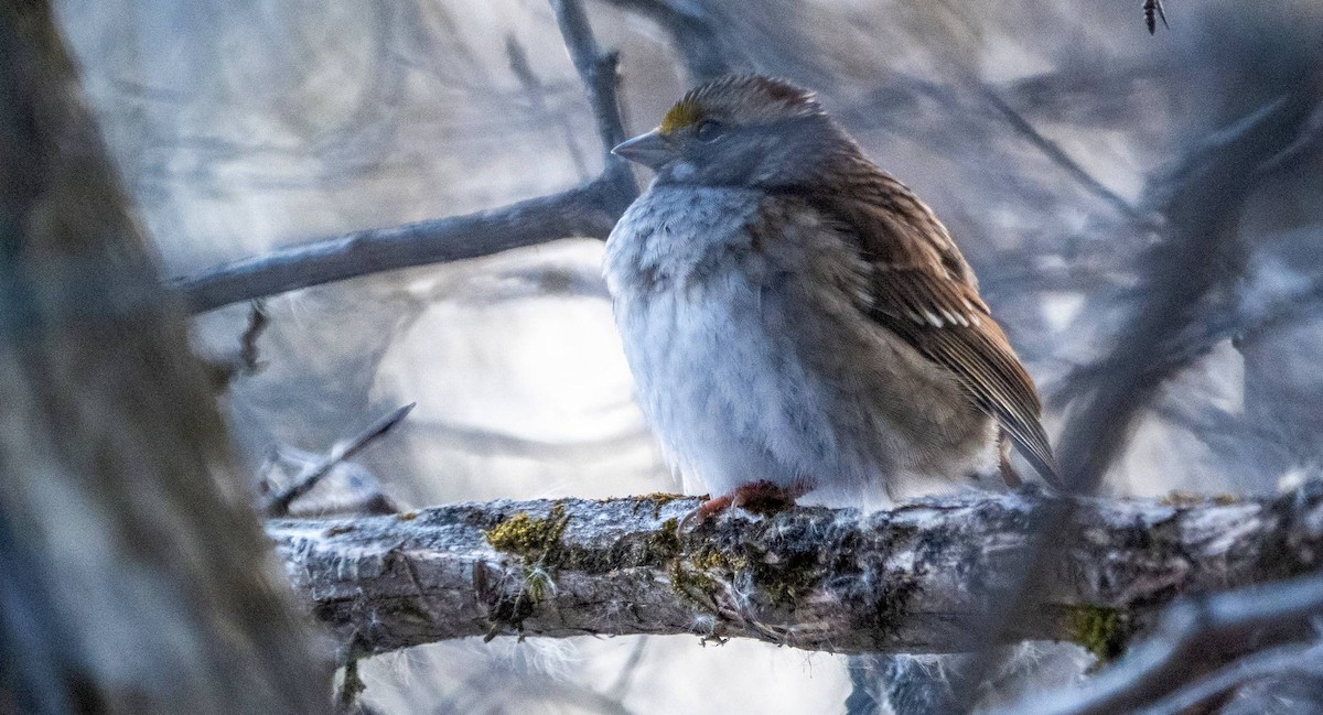 White-throated Sparrow - ML615187916