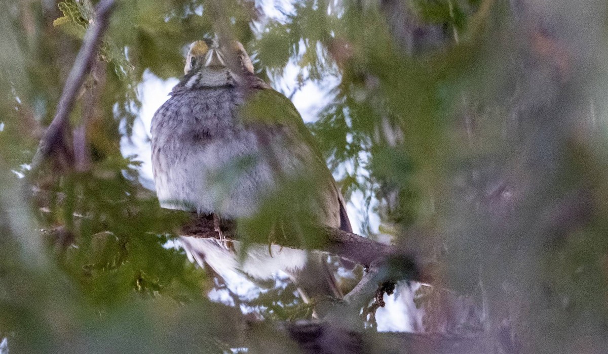 White-throated Sparrow - ML615187917