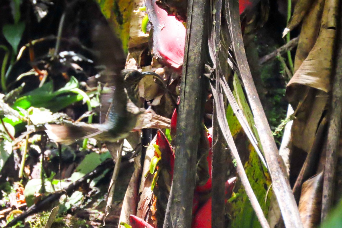 White-tipped Sicklebill - ML615188002