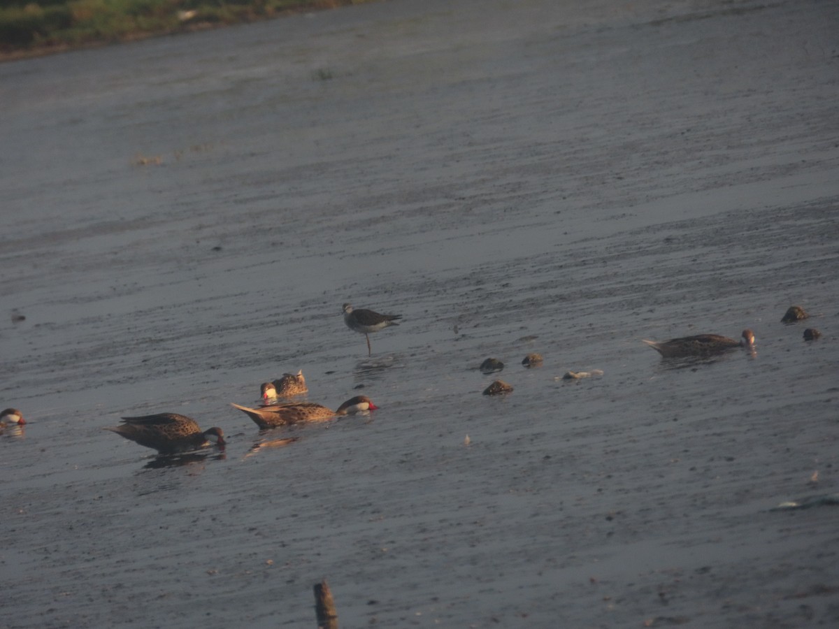 Lesser Yellowlegs - ML615188075