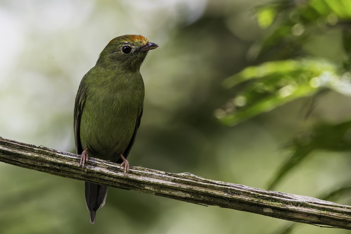 Swallow-tailed Manakin - ML615188108