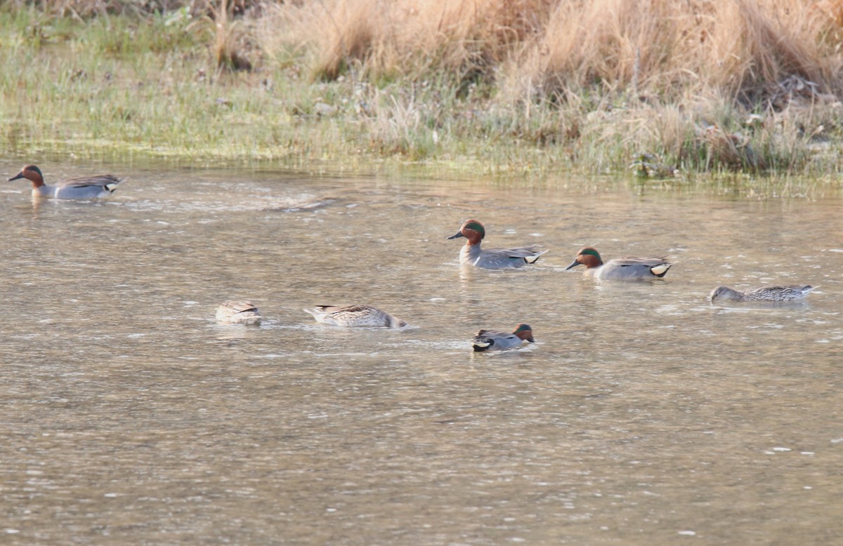 Green-winged Teal - Ruth King