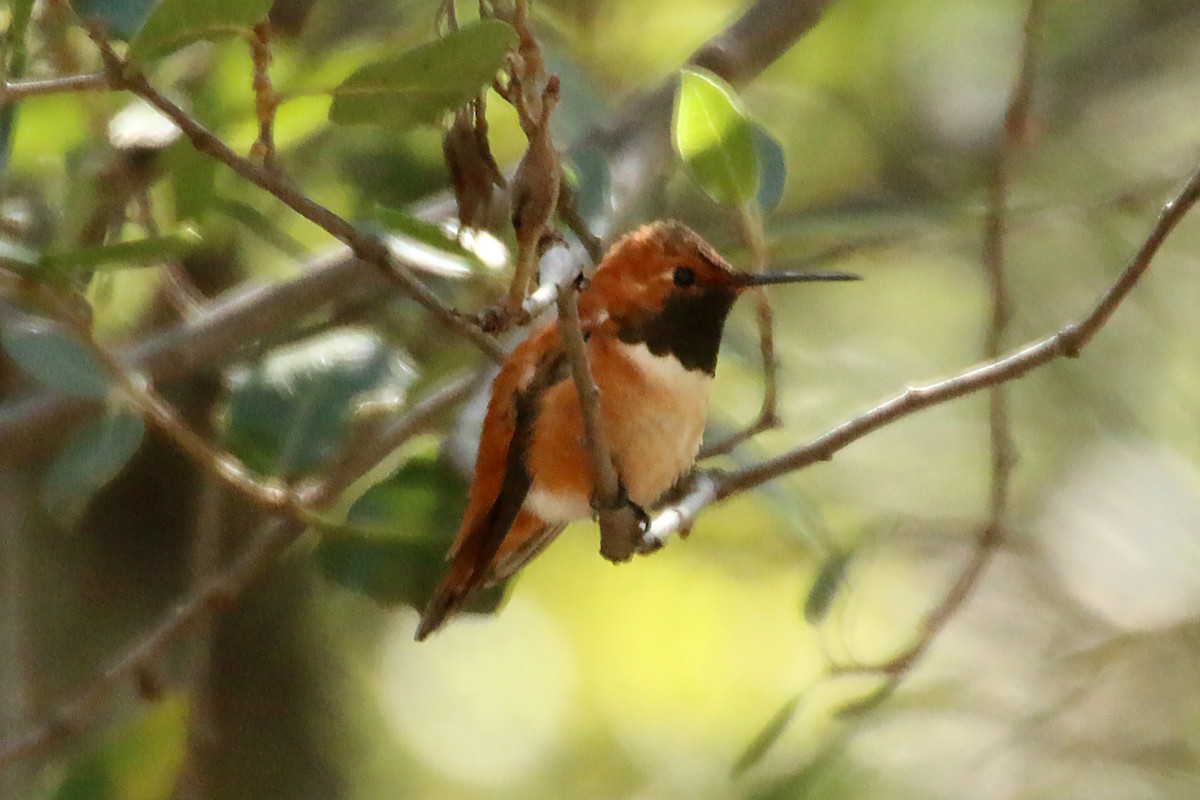 Rufous Hummingbird - ML615188173