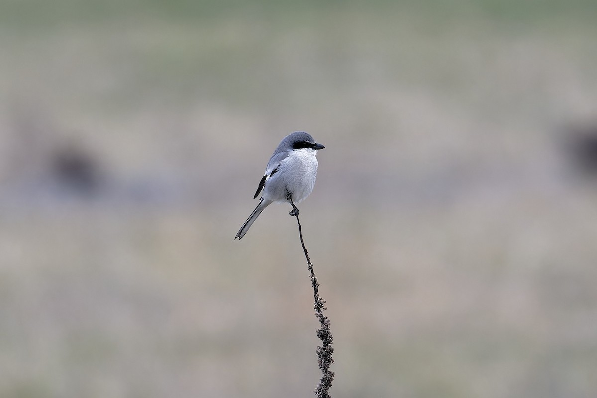 Loggerhead Shrike - ML615188188