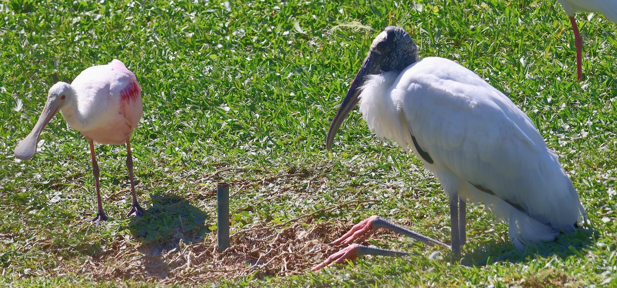 Roseate Spoonbill - ML615188195