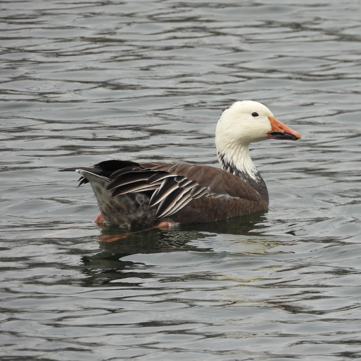 Snow Goose - ML615188243