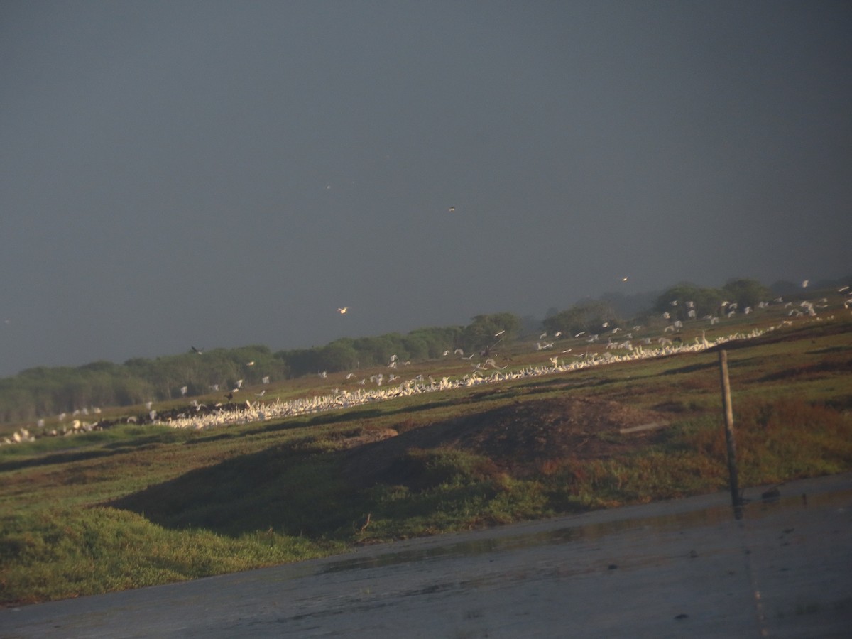 Snowy Egret - ML615188298