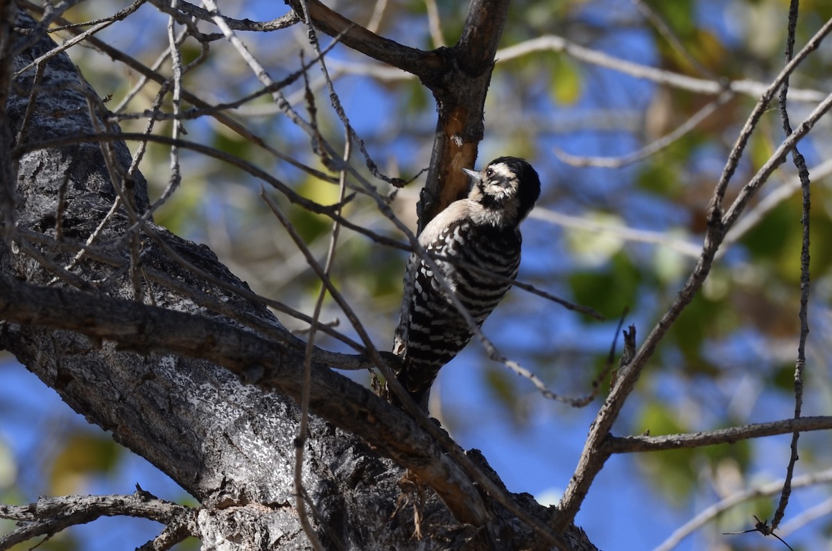 Ladder-backed Woodpecker - Chad Pumpelly