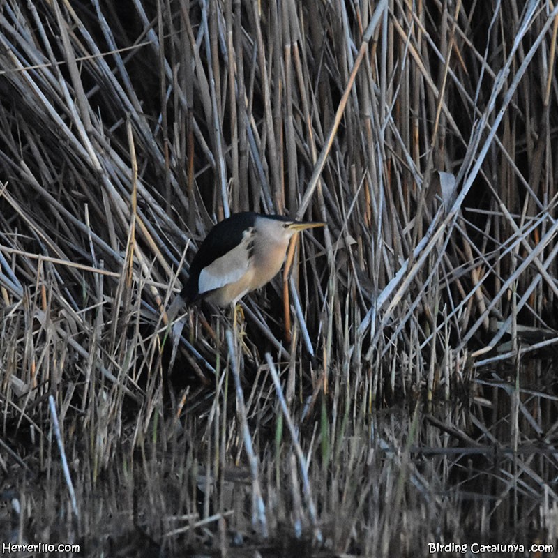 Little Bittern - ML615188374