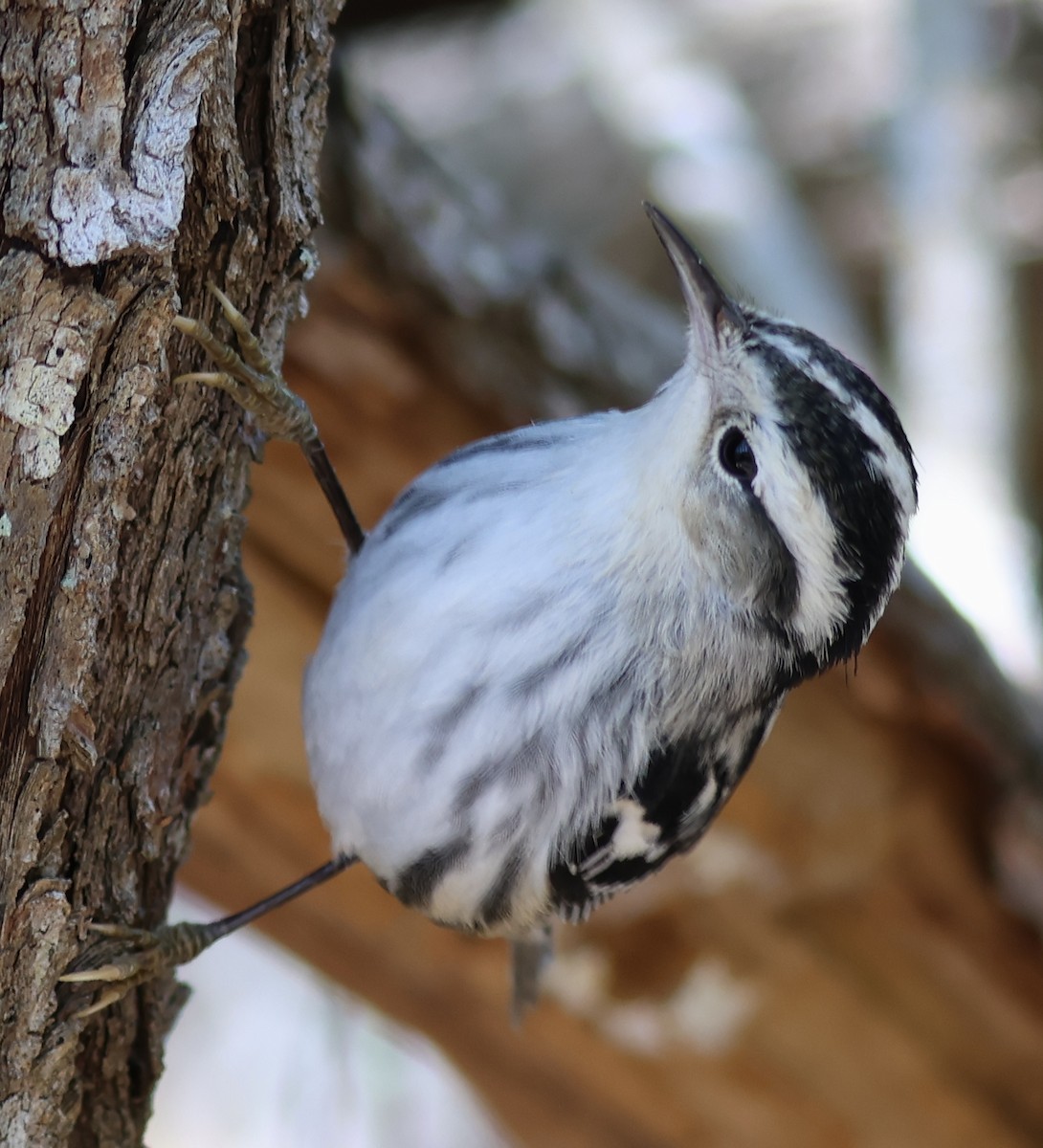 Black-and-white Warbler - ML615188382