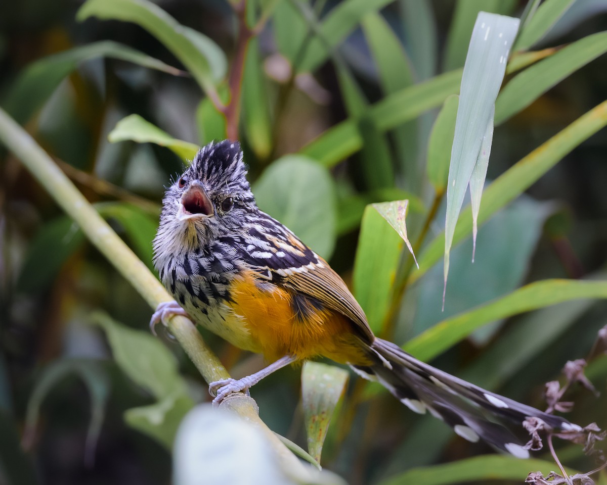 East Andean Antbird - ML615188413