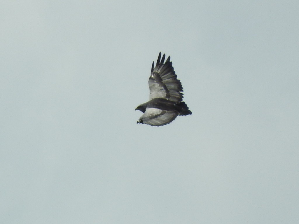 Black-chested Buzzard-Eagle - Enrique Chiurla