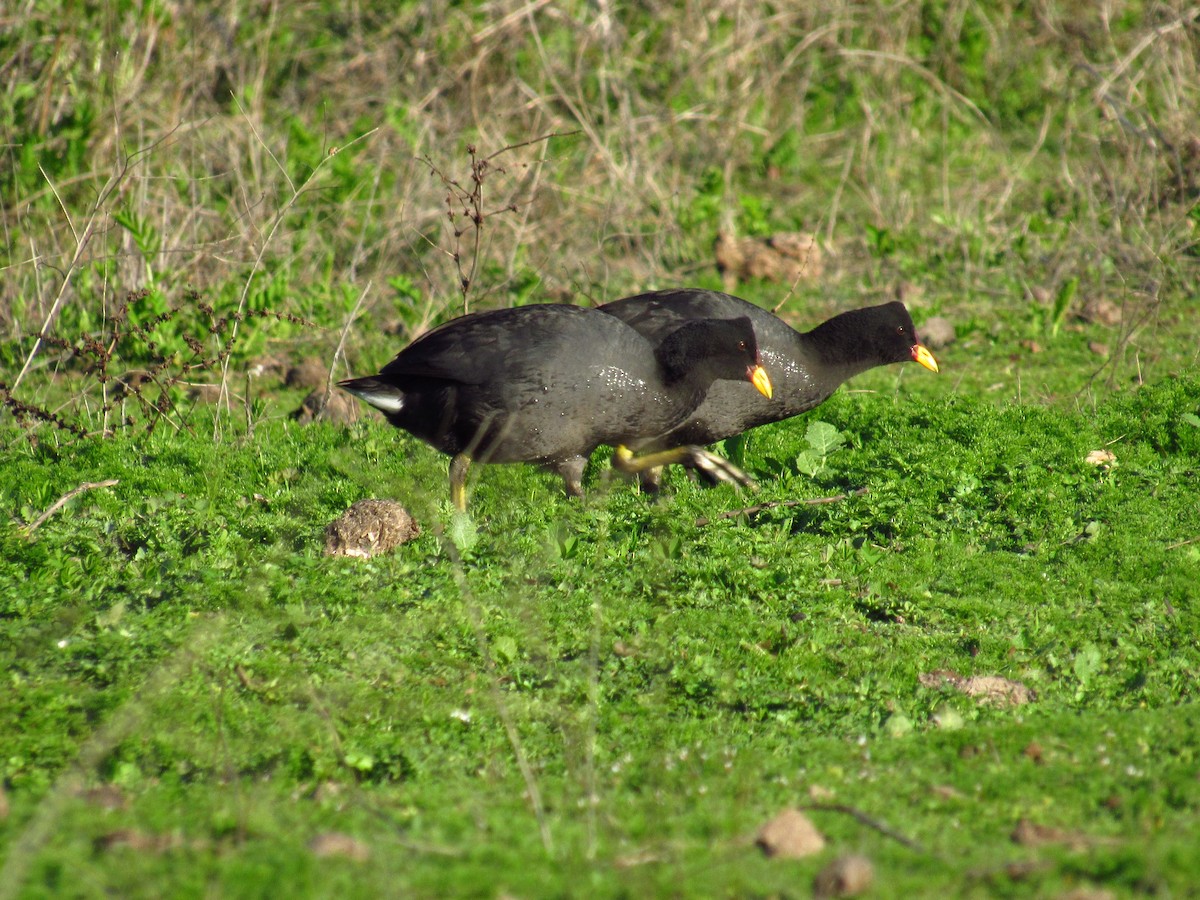 Red-fronted Coot - Mario Reyes