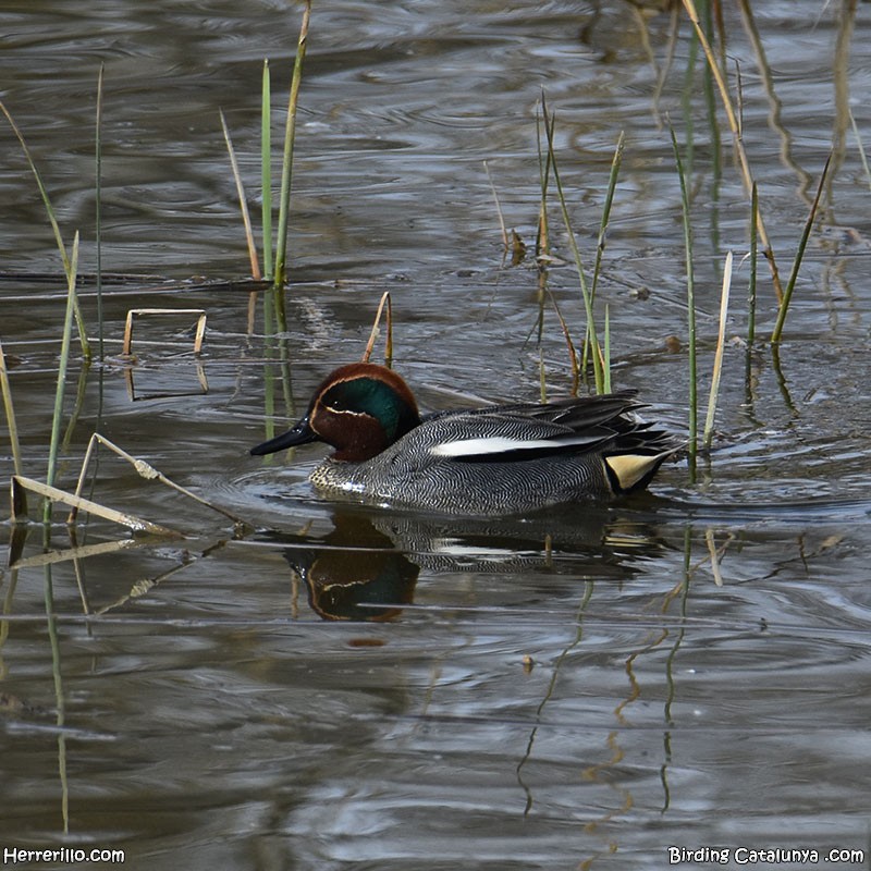 Green-winged Teal - Enric Pàmies