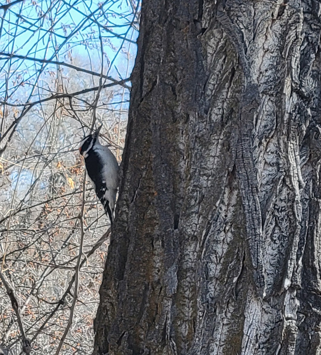 Hairy Woodpecker - ML615188523