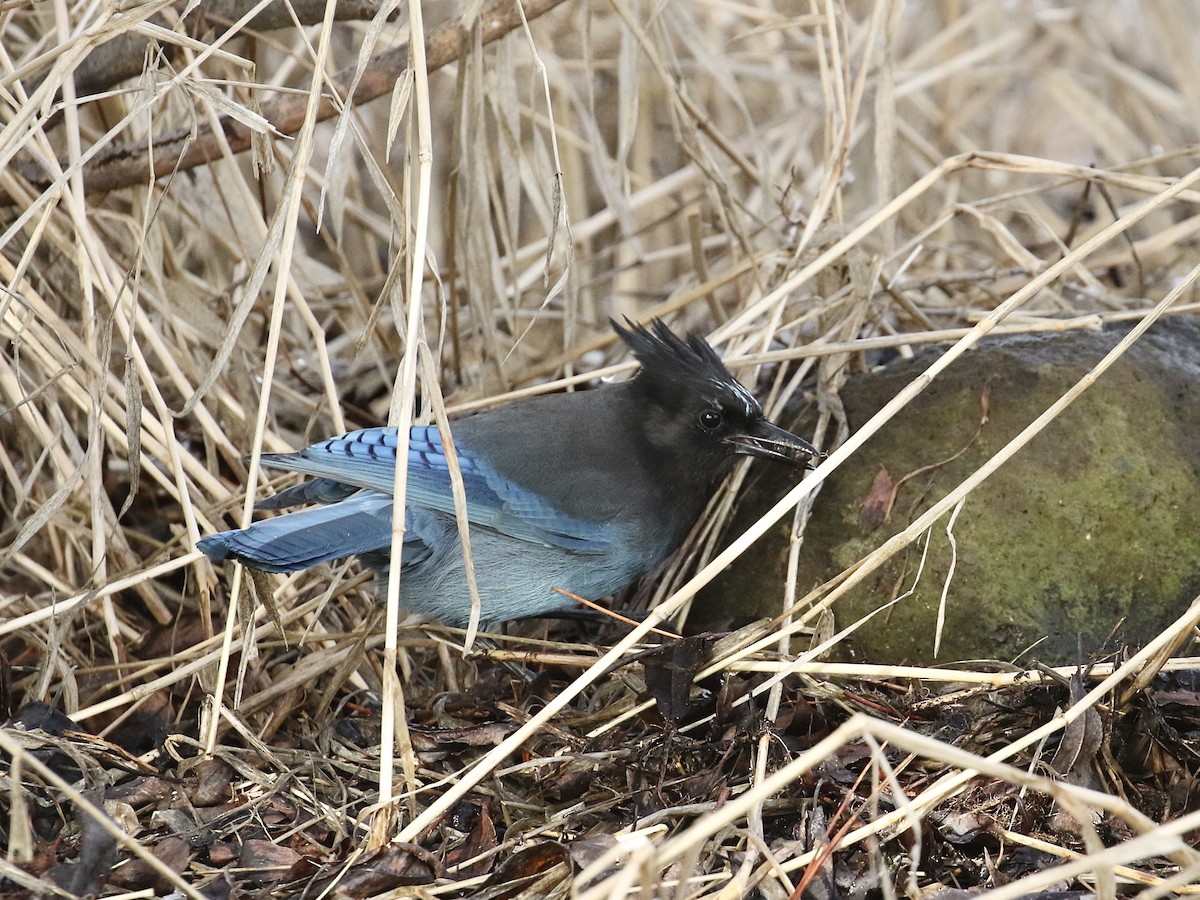 Steller's Jay (Northwest Interior) - ML615188571