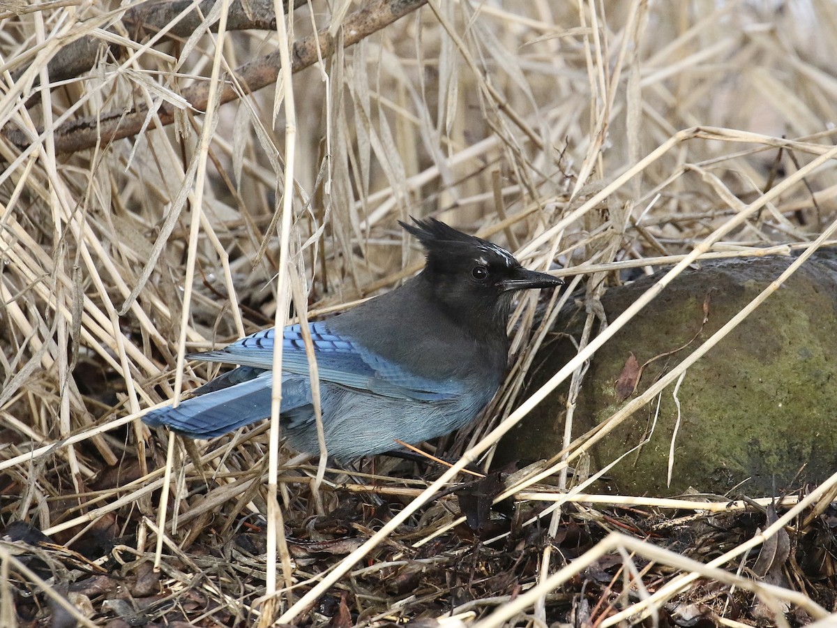 Steller's Jay (Northwest Interior) - Russ Morgan