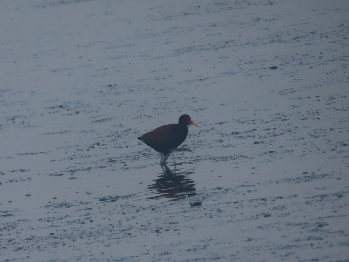 Wattled Jacana - ML615188581