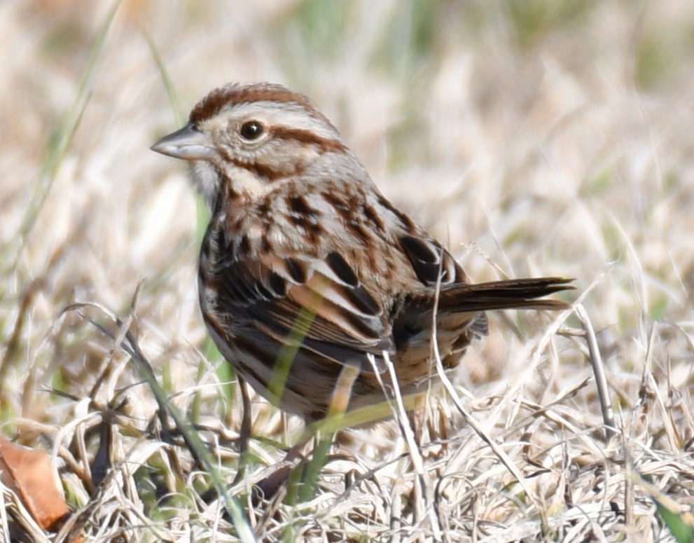 Song Sparrow - ML615188612