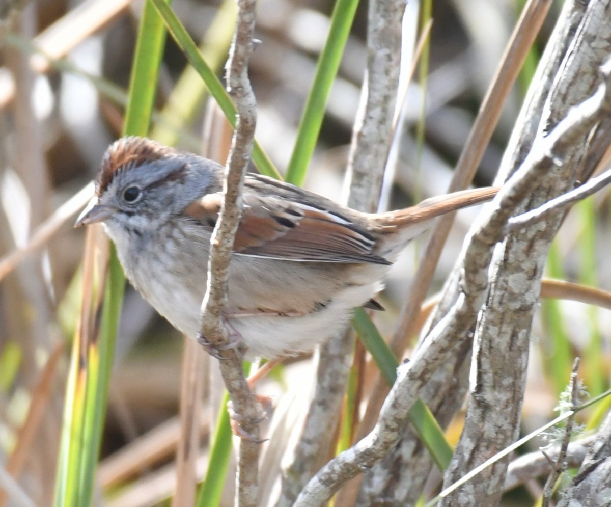 Song Sparrow - ML615188614