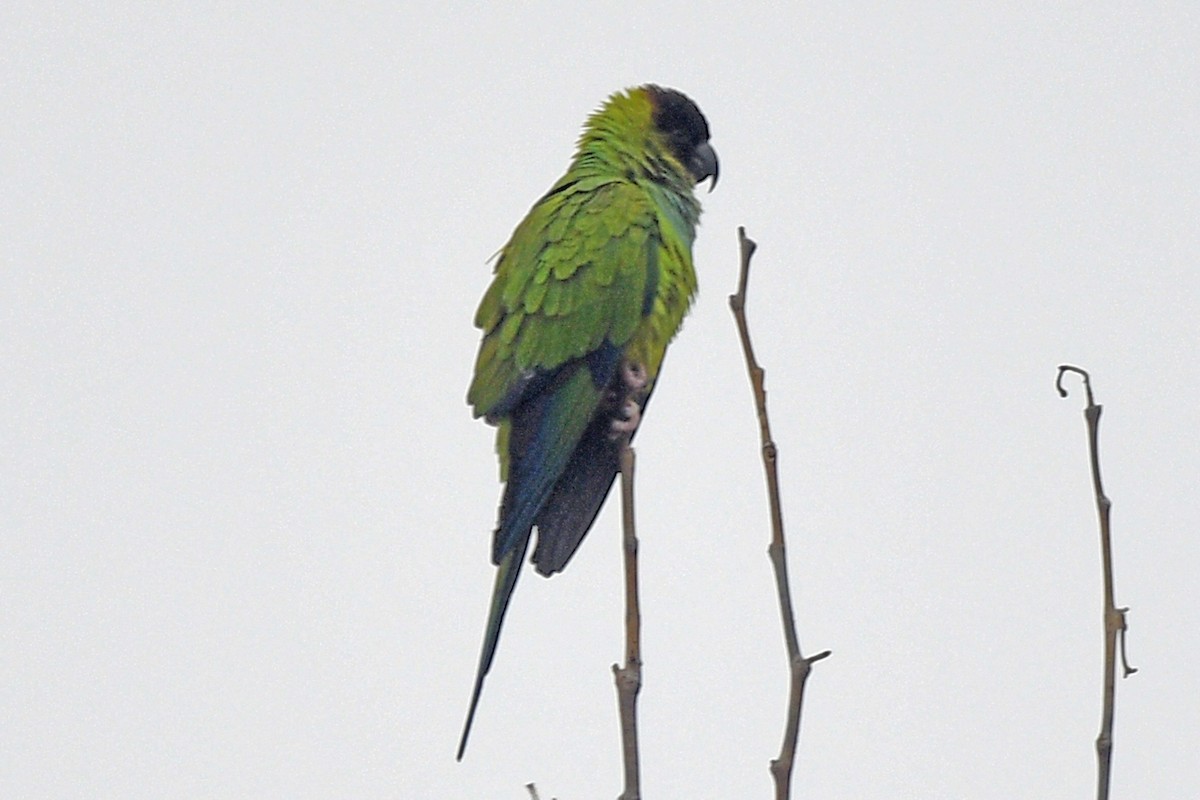 Nanday Papağanı - ML615188617