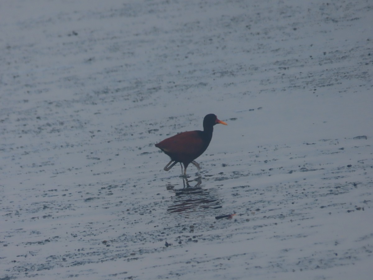 Wattled Jacana - ML615188619