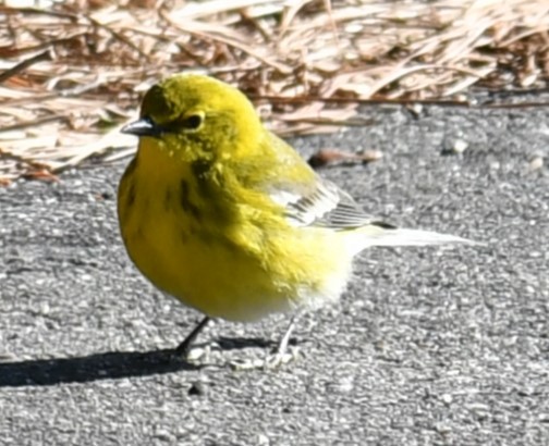 Pine Warbler - ML615188628