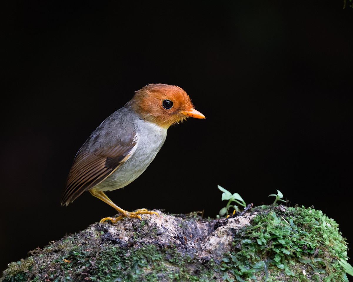 Hooded Antpitta - ML615188631