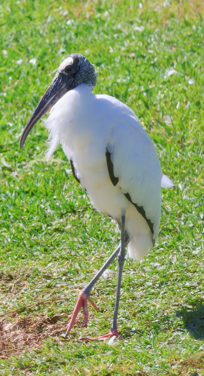 Wood Stork - ML615188639