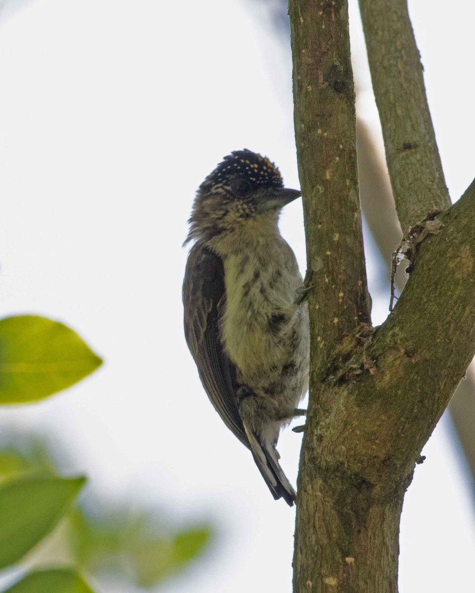 Grayish Piculet - Nick Bolgiano