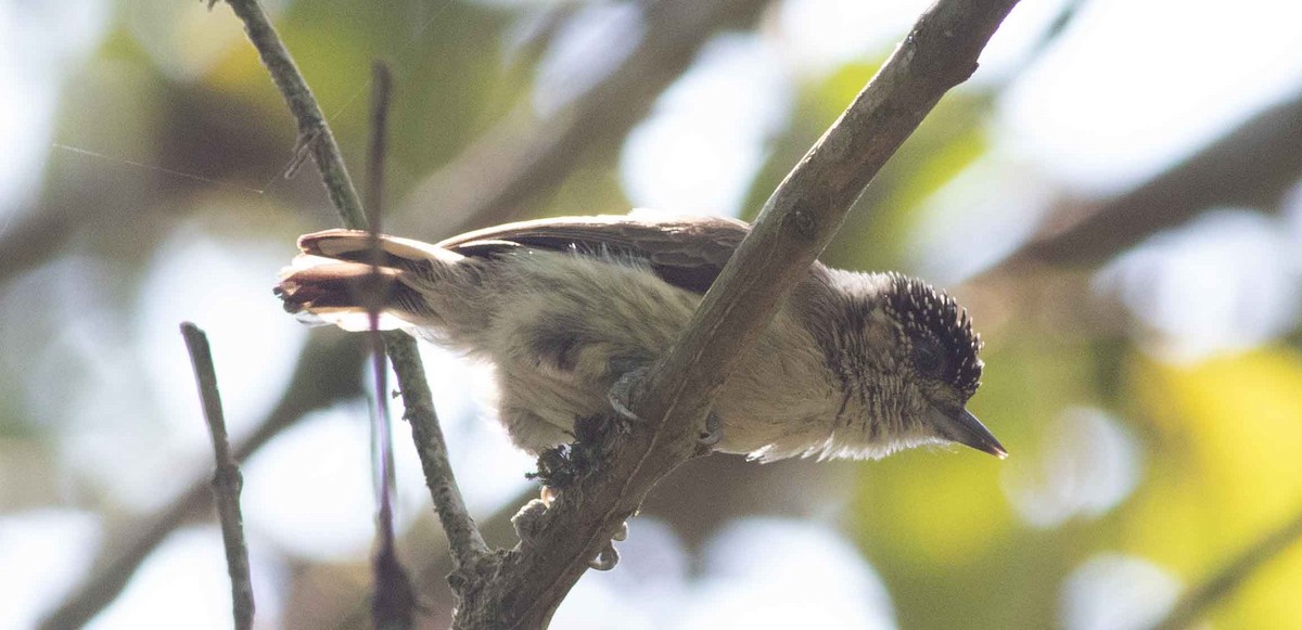 Grayish Piculet - Nick Bolgiano