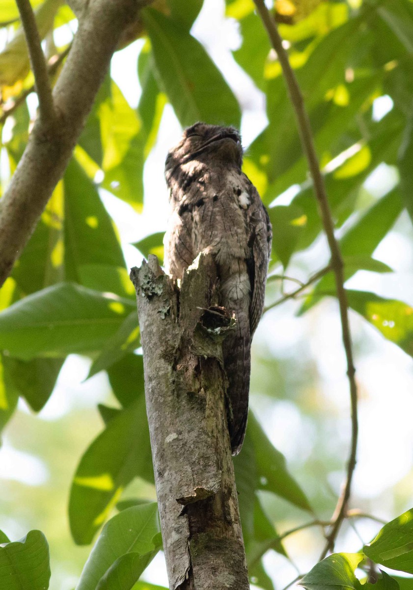 Common Potoo - ML615188728