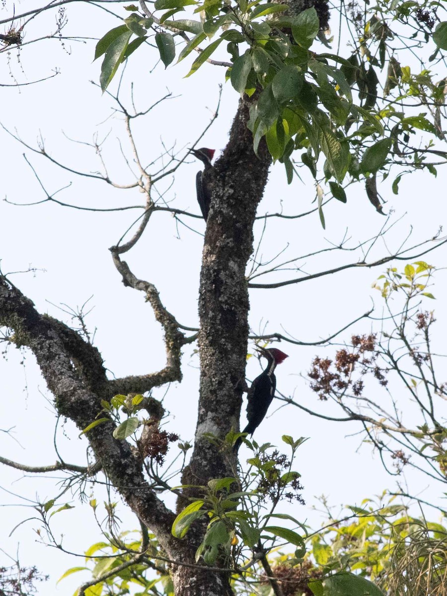 Lineated Woodpecker - ML615188745