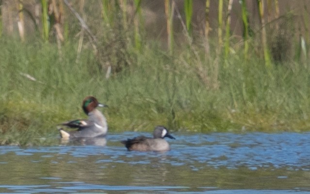 Green-winged Teal - ML615188793