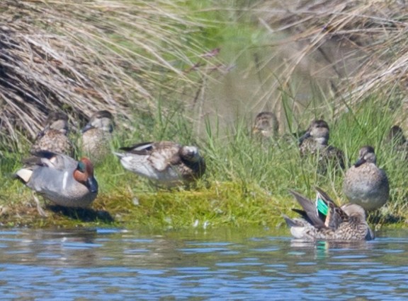 Green-winged Teal - ML615188795