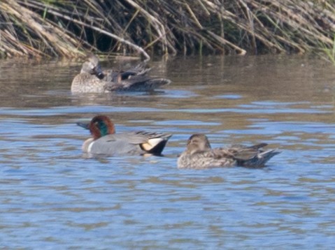 Green-winged Teal - ML615188796