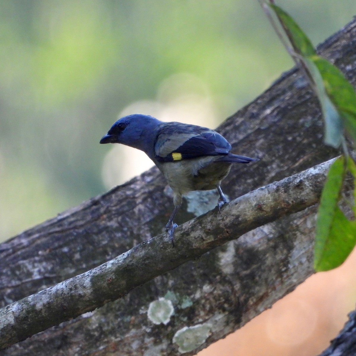 Yellow-winged Tanager - grete pasch