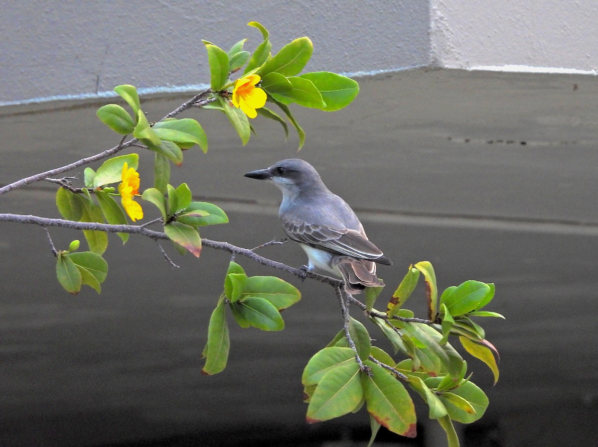 Gray Kingbird - ML615188817