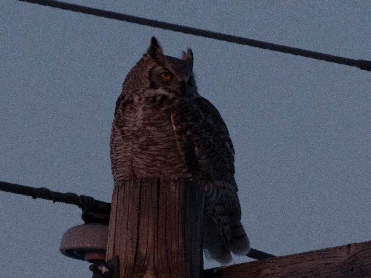 Great Horned Owl - Kathlin Simpkins