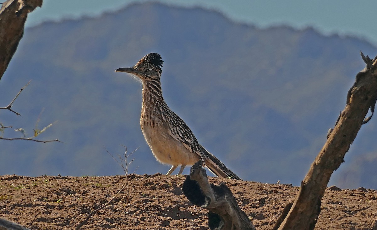 Greater Roadrunner - Jon (JC) Curd